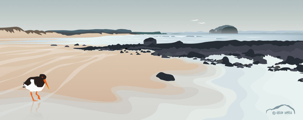 helen wyllie illustrator tyninghame beach oystercatcher