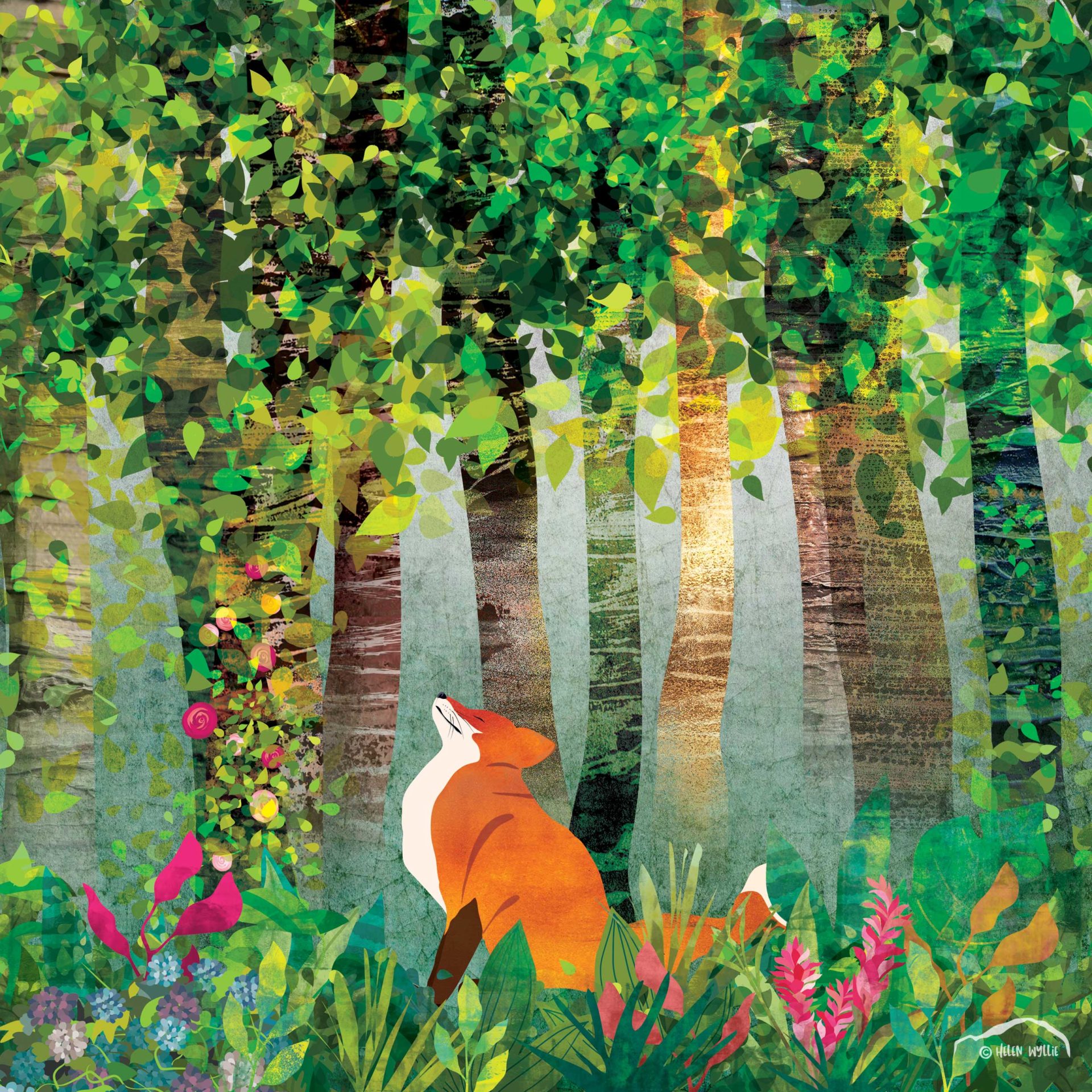 Summer fox and birch trees by helen wyllie