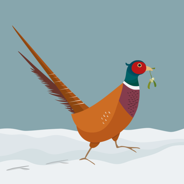 hopeful pheasant by helen wyllie
