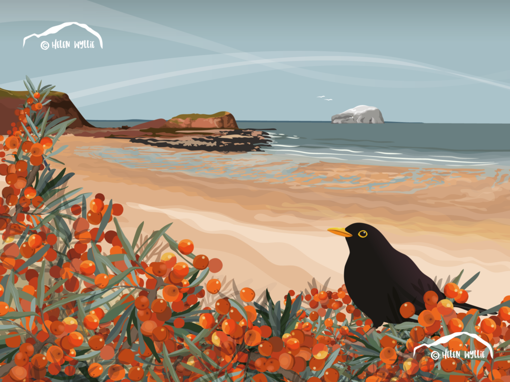 seacliff, blackbird, seabuckthorn by helen wyllie