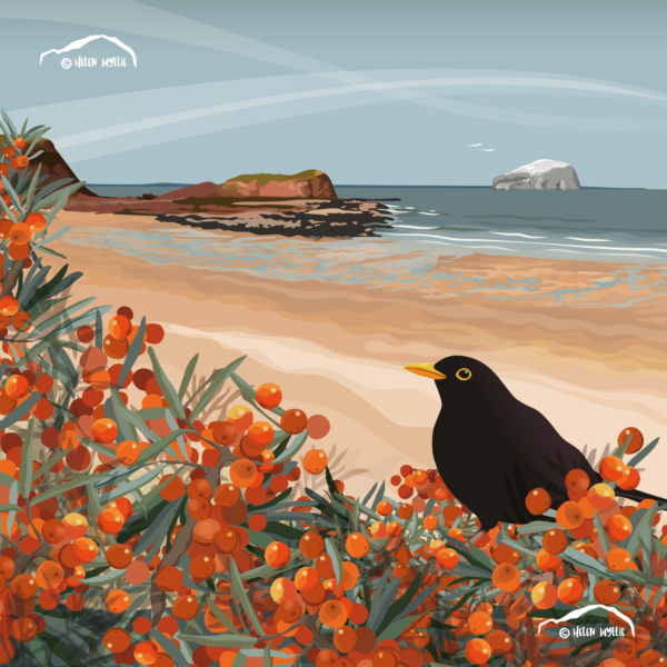 Helen Wyllie Blackbird and Sea Buckthorn, Seacliff