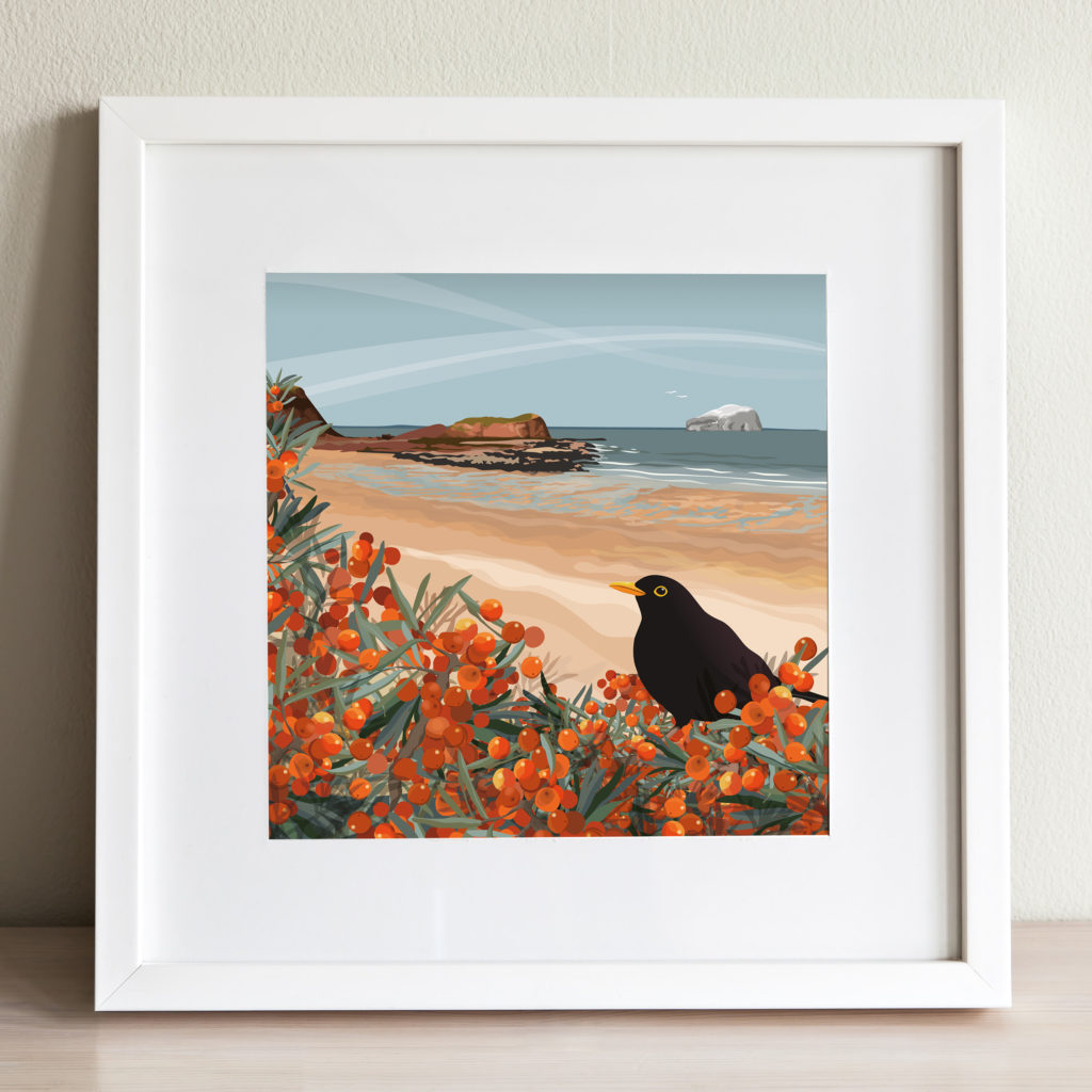 blackbird, sea buckthorn, seacliff square print