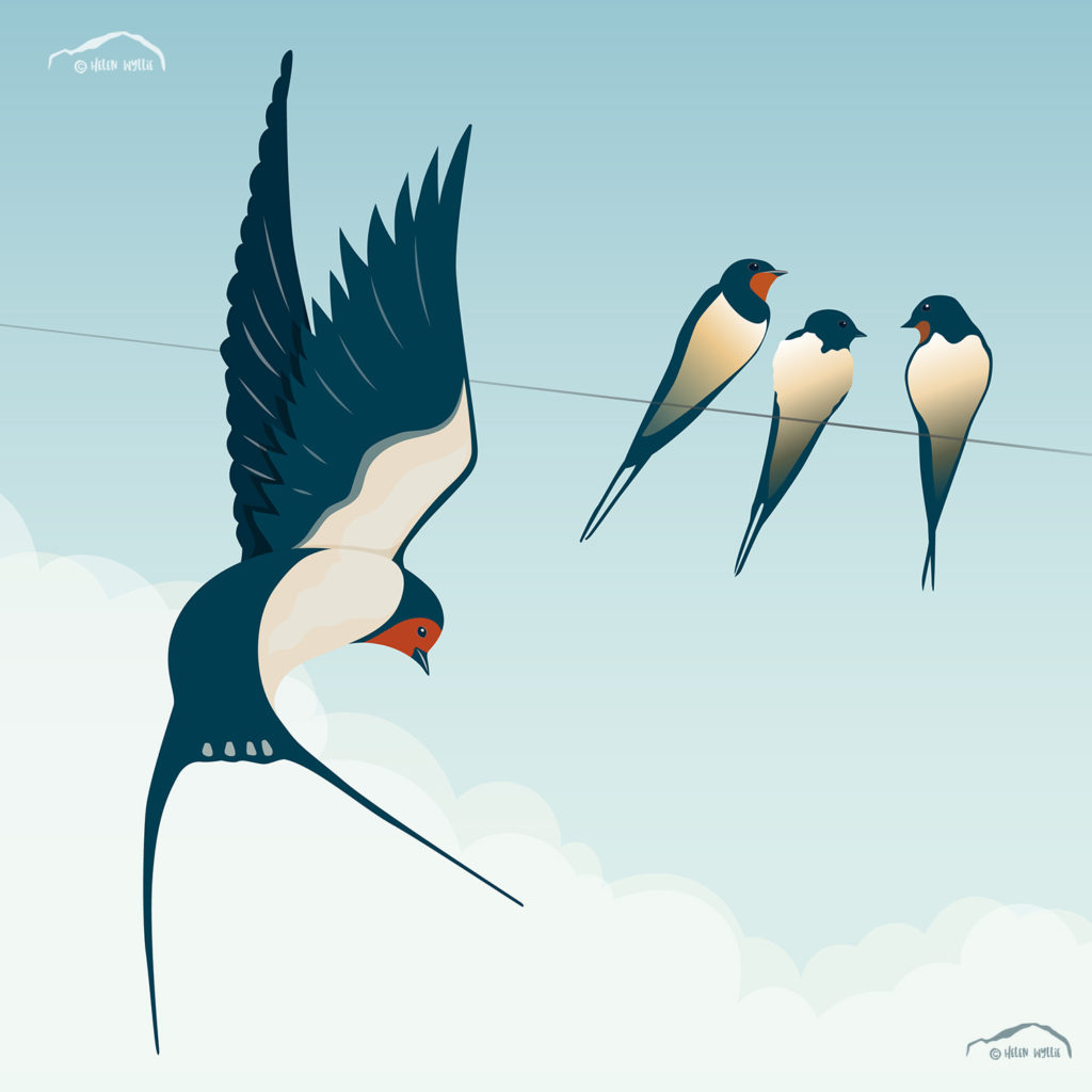 Swallows by helen wyllie