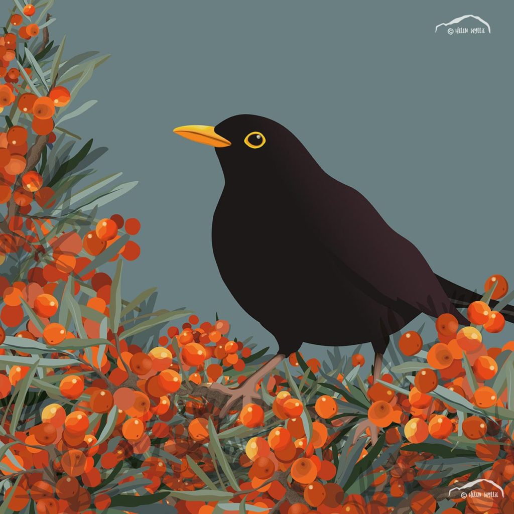 blackbird and sea buckthorn