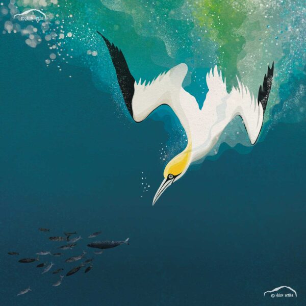 Diving Gannet Wylliecat Design