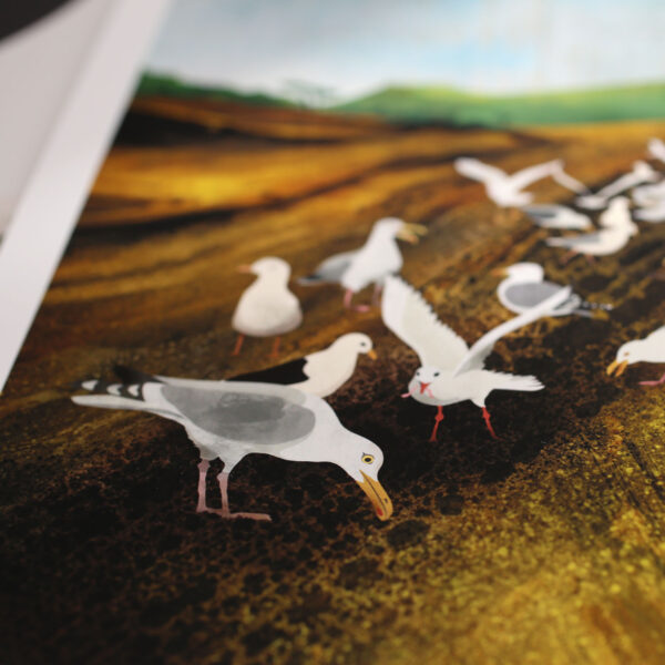 harvest & gulls by helen wyllie