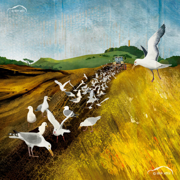 Harvest and gulls, Camptoun by helen wyllie