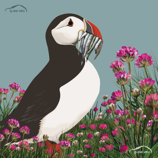 Puffin and Sea Thrift by helen wyllie
