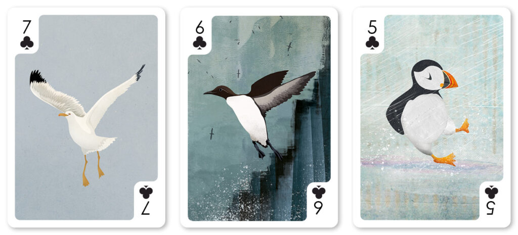 helen wyllie clubs gull guillemot puffin