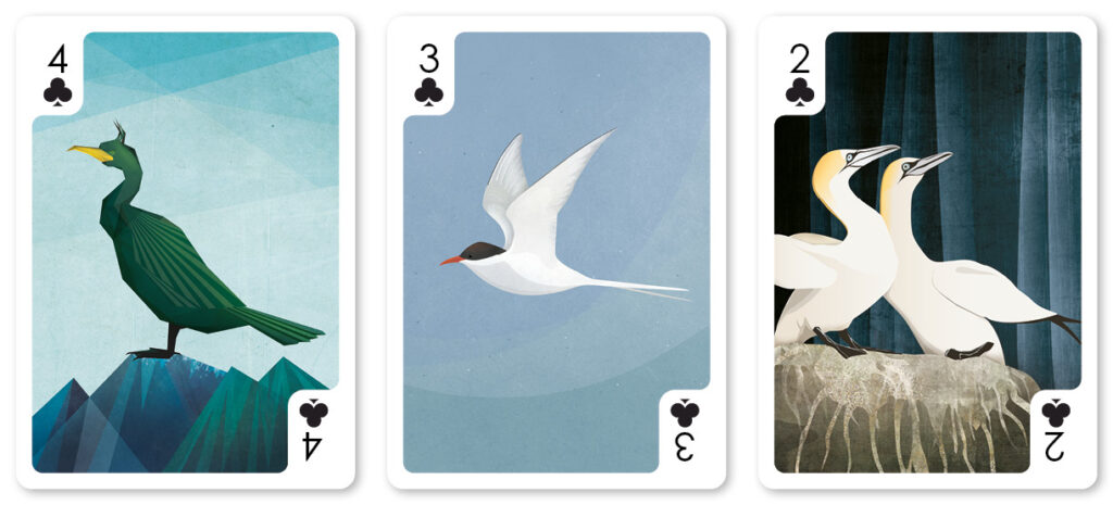 helen wyllie clubs shag tern gannets