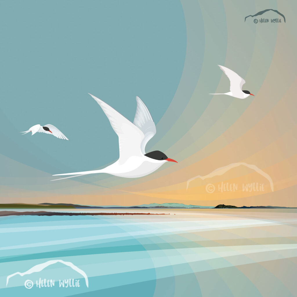 Arctic terns over aberlady bay by helen wyllie